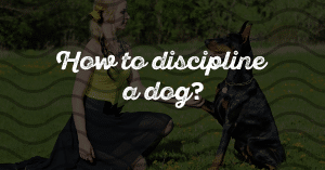 How To Discipline A Dog