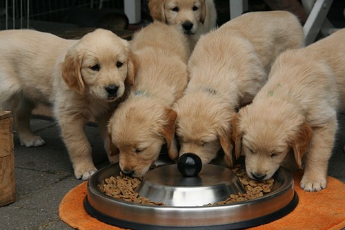 feeding puppies