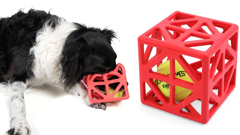 Dog Playing Cagey Cube