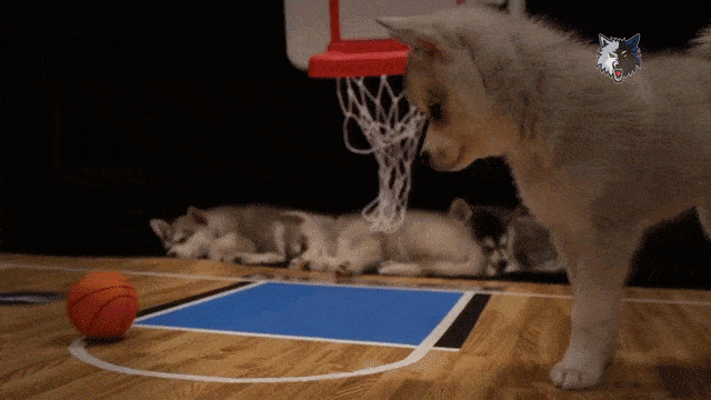 Dog Playing Basketball