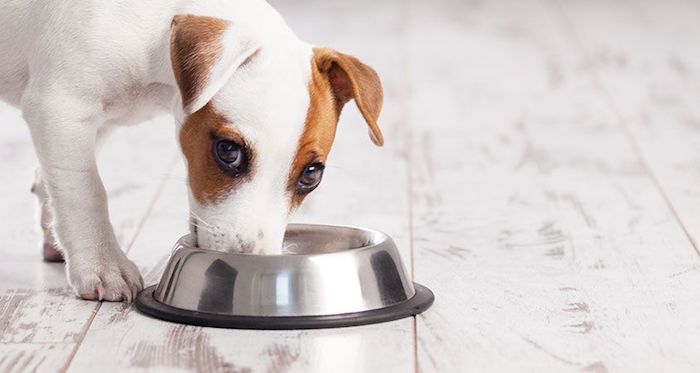 Dogs Eat More When Pregnant