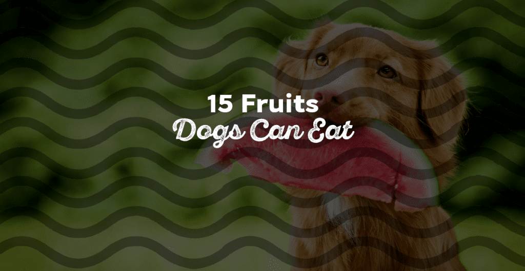 11 Dog Pregnancy Signs | How To Tell If Your Dog Is Pregnant - Could Dogs Have Apple Banana Smoothie During Pregnancy