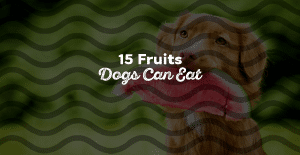 15 Healthy And Delicious Fruits That Dogs Can Eat