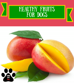 Fruits For Dogs