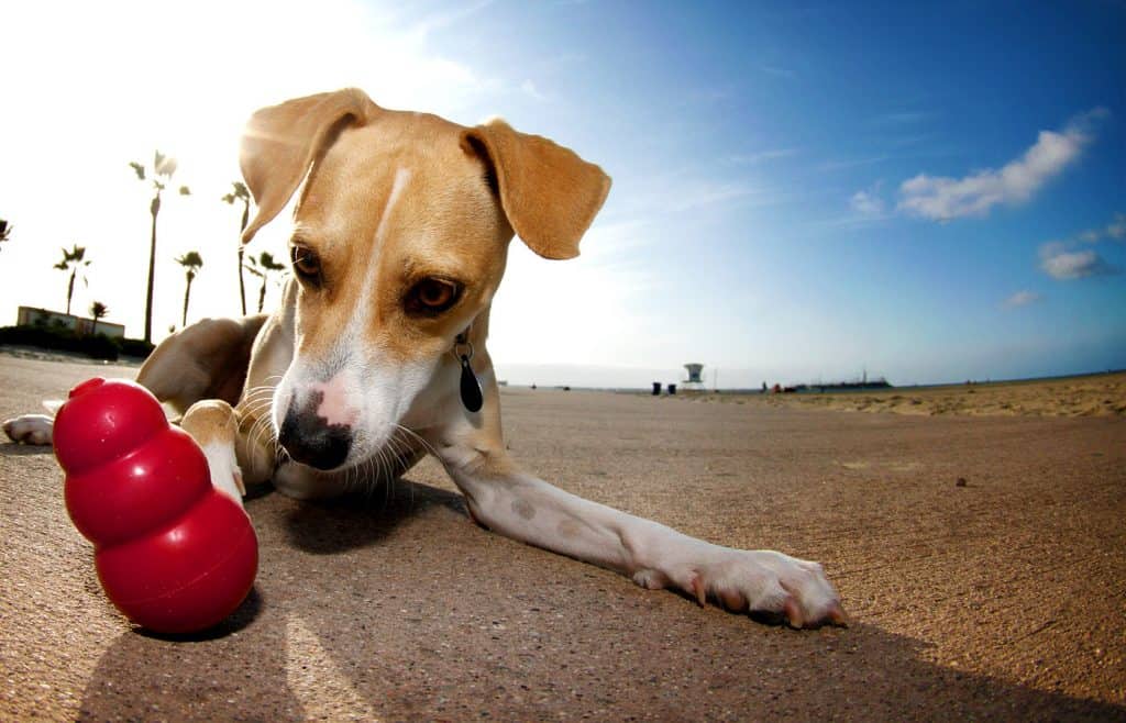 20 Fun Dog Games To Keep Them Mentally And Physically Fit