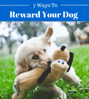 Reward A Dog Without Treats