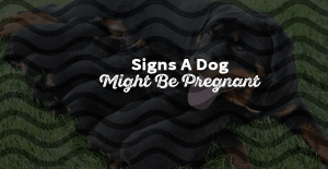 11 Dog Pregnancy Signs