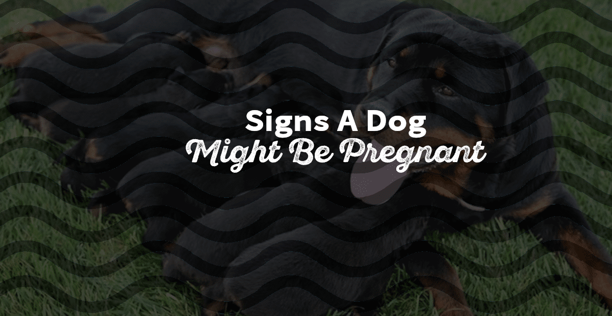 Signs That A Dog is Pregnant