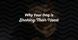 12 Reasons Your Dog is Shaking Their Head