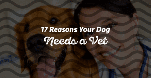 17 Signs Your Dog Needs To Go To The Vet