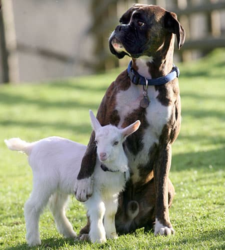 Boxer and Goat