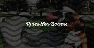 16 Rules That Your Boxer Has Forced You To Follow
