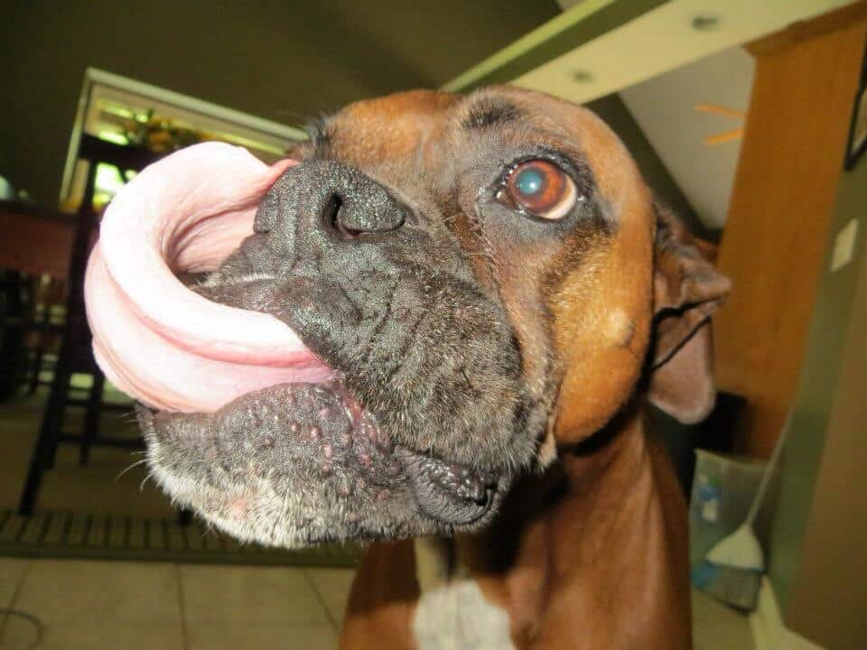Boxer licking
