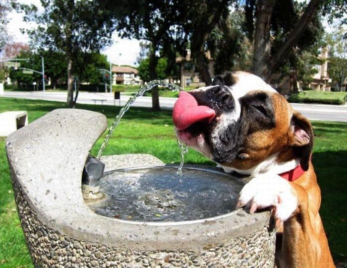 Boxer drinking water
