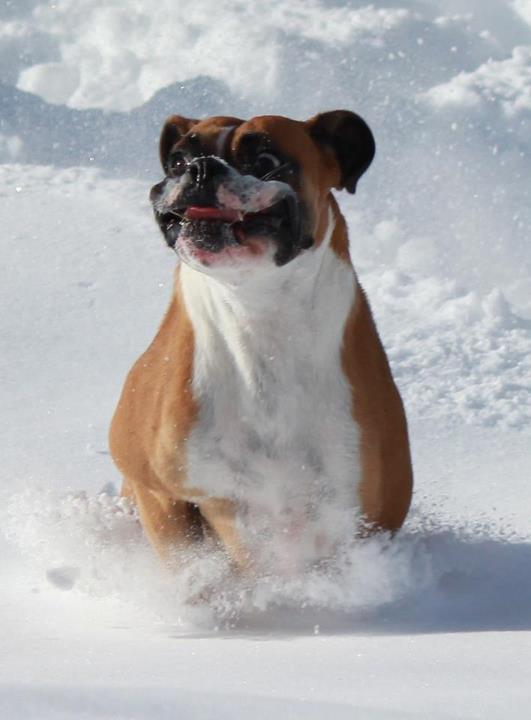 Boxer in the snow