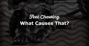 Why Does My Dog Chew Their Feet?
