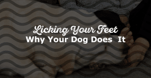 Why Does My Dog Lick My Feet?