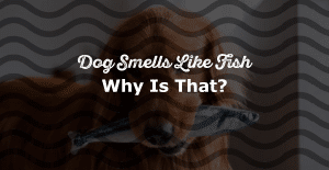 Why Does My Dog Smell Like Fish?