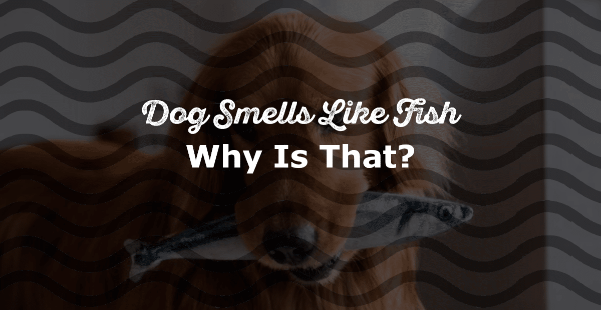 This is Why Your Dog Smells Like Fish & How To Treat it