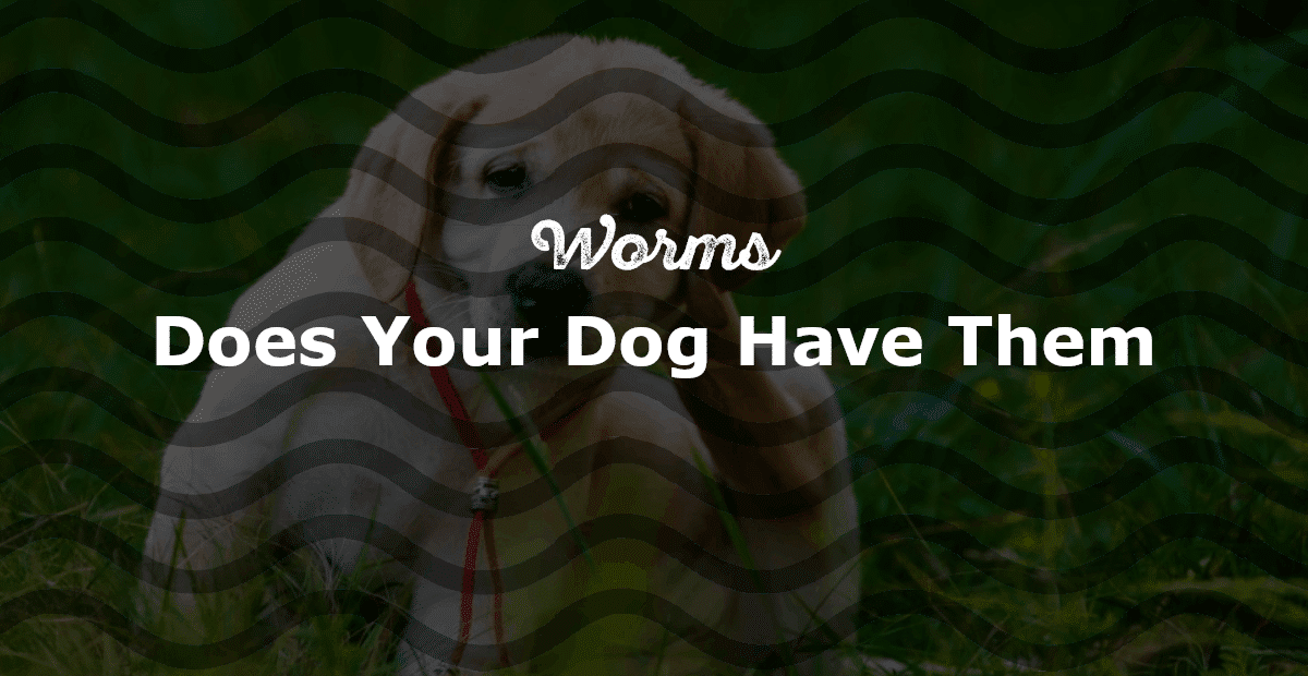 Worms In Dog How To Tell If Your Dog Has Worms