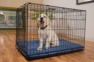 Airline Approved Dog Crates