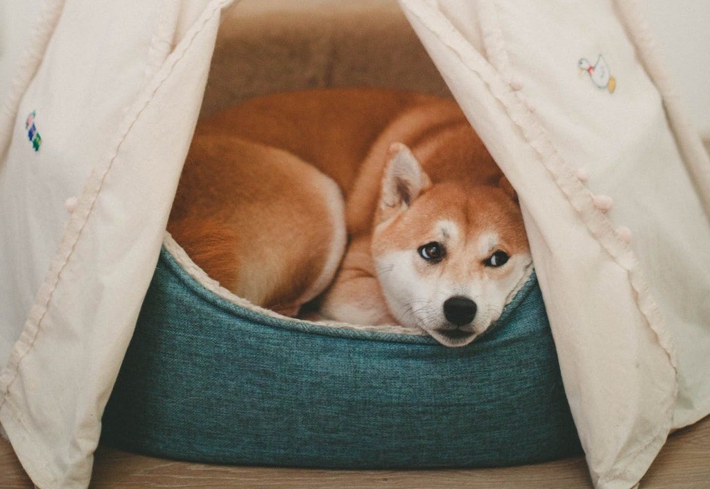 The Best Bagel Dog Beds Bagel Dog Beds