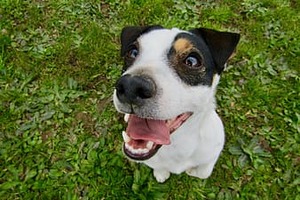 Tips and Advice of Dental Care for Your Dog