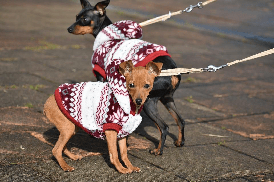 2 dogs with Sweaters