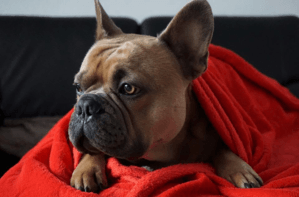 Warm Dog Blankets
