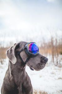 Goggles For Blind Dogs