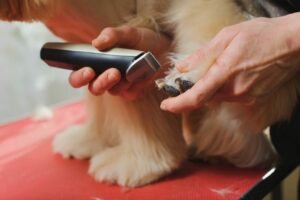 Professional Dog Clippers