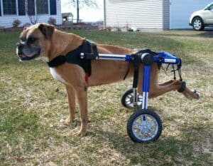Dog Wheelchairs