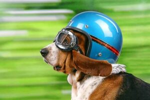 Motorcycle Goggles For Small Dogs