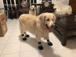Hot Weather Dog Boots