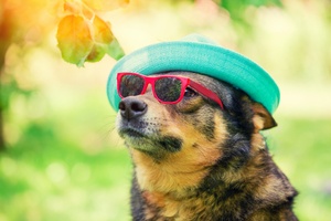 Hats And Goggles For Dogs