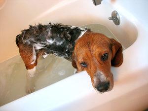 7 Tips for Making Bath Time Easier for Your Dog