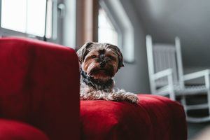 Vacuums For Dog Hair On Couch