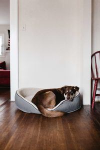 Bagel Dog Beds