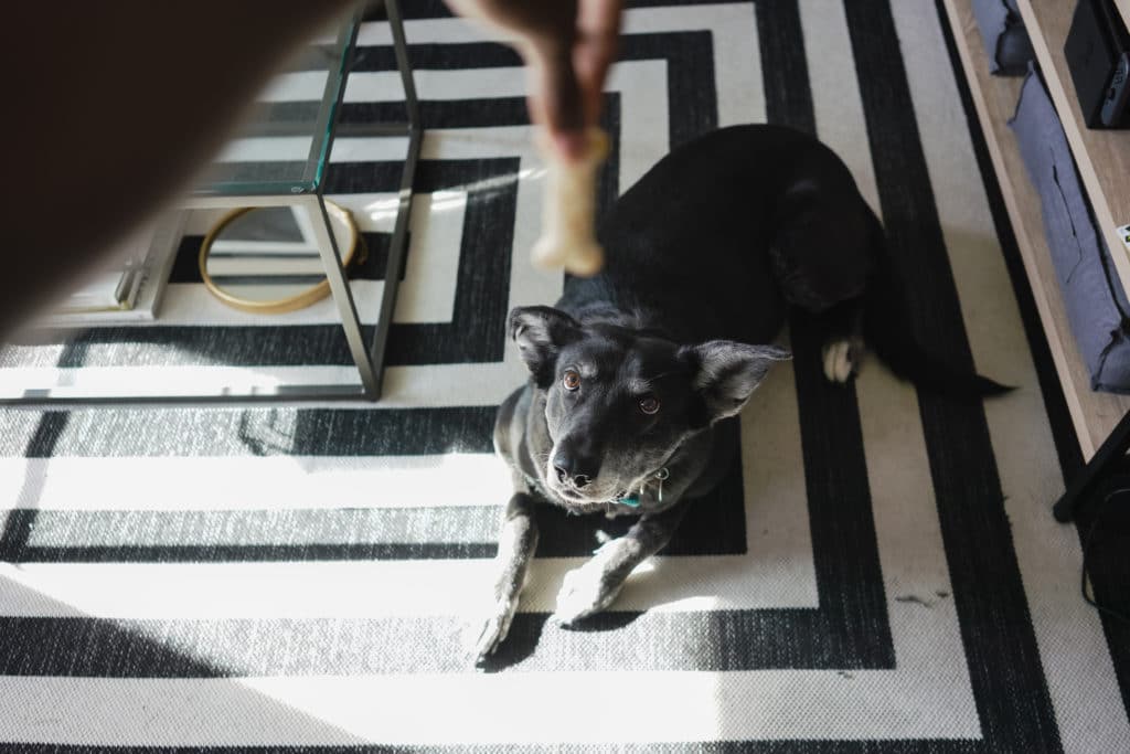 Best Treats For Furbo Things You Need To Know Before You Store Treats