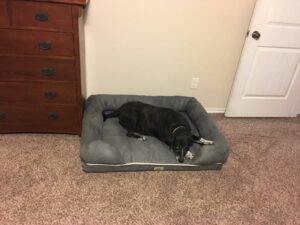 Dog Bed Zippers