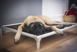 Dog Beds For English Mastiffs