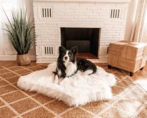 Dog Beds For Hairy Dogs
