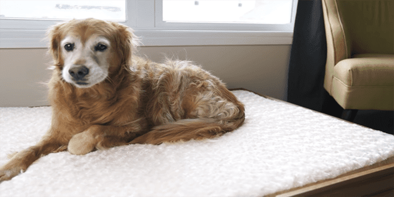 View of Best Dog Beds For Hip Dysplasia - Updated April 2026