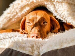 Dog Beds For Nervous Dogs