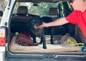 Dog Beds For Vehicles