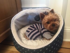Dog Beds For Yorkshire Terriers
