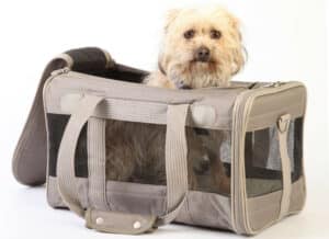 Dog Carriers For Small Dogs