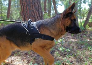 Dog Harnesses For Big Dogs