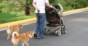 Dog Strollers For Jogging