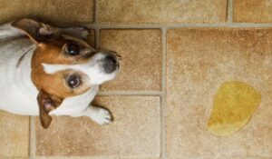Dog Urine Stain And Odor Removers